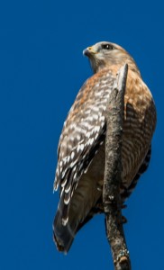 Red-shouldered Hawk in our backyard 2014.