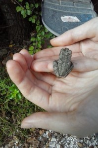 A gray tree frog trying to mail itself :)