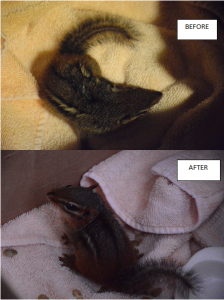 A rescued chipmunk before and after its rest with us.