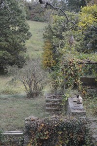 Cat atop a stone wall near the pergola, our building site on the hill behind the trees at left.