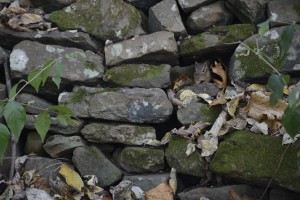 Eastern chipmunks often pop out of the mossy rock wall