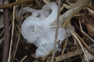 Frost flowers aren't seen everyday; the temperature changes must be just right.