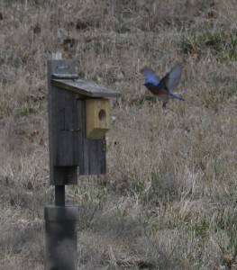 Male flying to nest box #1
