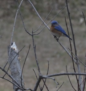 Male Eastern Bluebird perched in a maple tree