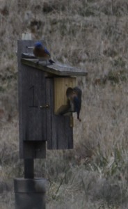Mated pair perched on nest box