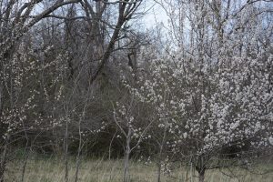 orchard blossoms