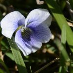 tiny violets in grass