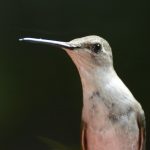 Female Rubythroated Hummingbird 2